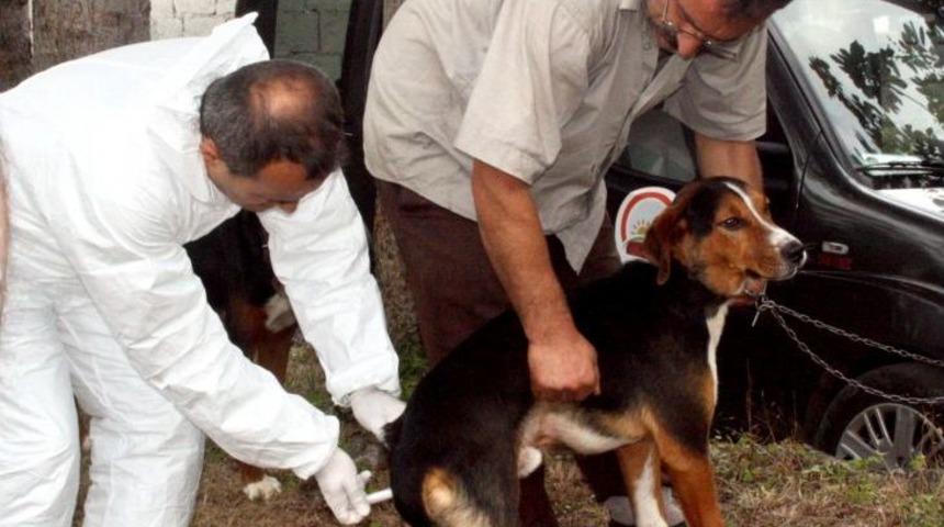 Oğuz Beldesi Ve Beş K&ouml;y&uuml;nde Kuduz Karantinası