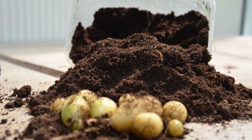 Patates Tohumunda Dışa Bağımlılık Bitiyor