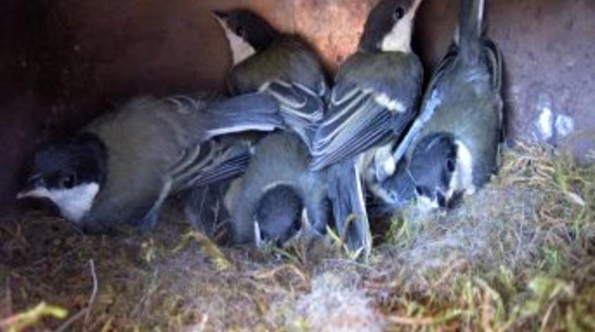 Kuş Bakın Nereye Yuva Yapmış