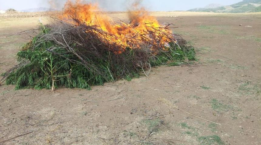 Ay&ccedil;i&ccedil;eği Tarlasında Kenevir Yetiştirmişler