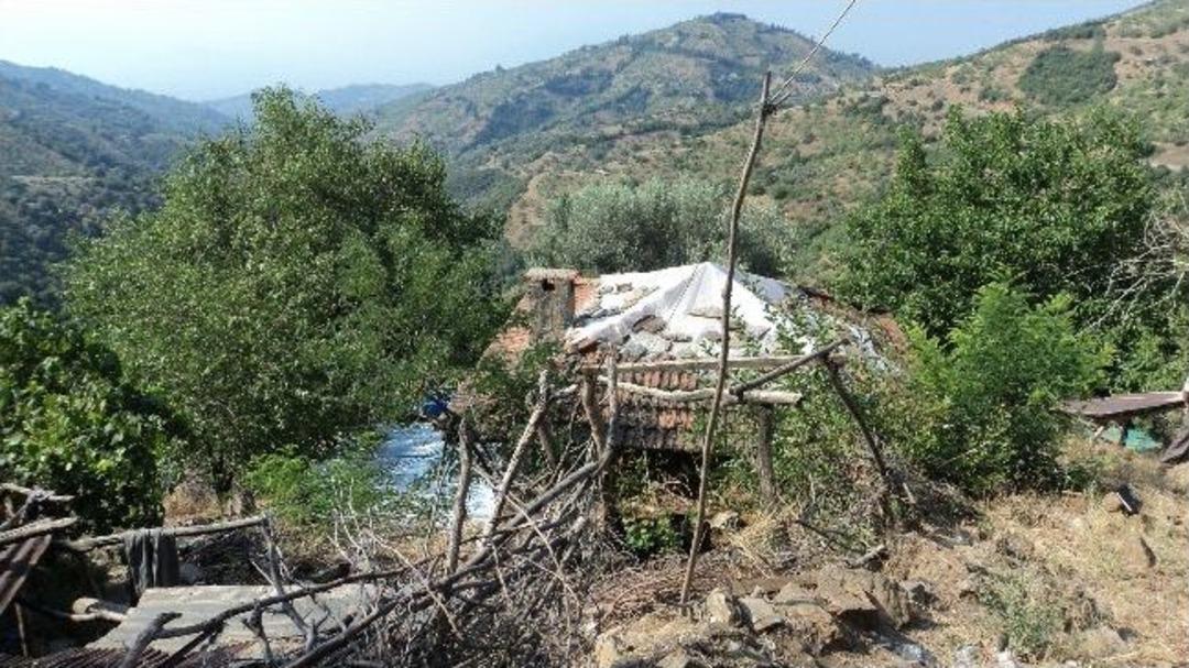 Bağ Evinde 268 K&ouml;k Kint Keneviri Ele Ge&ccedil;irildi