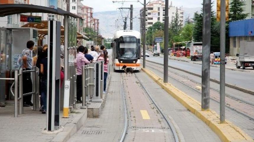 K&ouml;pek Tramvayı Durdurdu