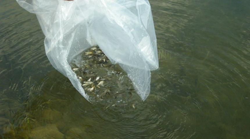 Ankara G&ouml;letlerine Yavru Sazan Takviyesi