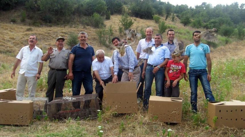 Sarayk&ouml;y&rsquo;de 250 Keklik Yetiştirilerek Doğaya Salındı
