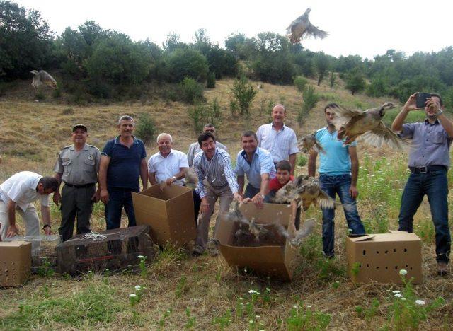 Sarayköy’de 250 Keklik Yetiştirilerek Doğaya Salındı