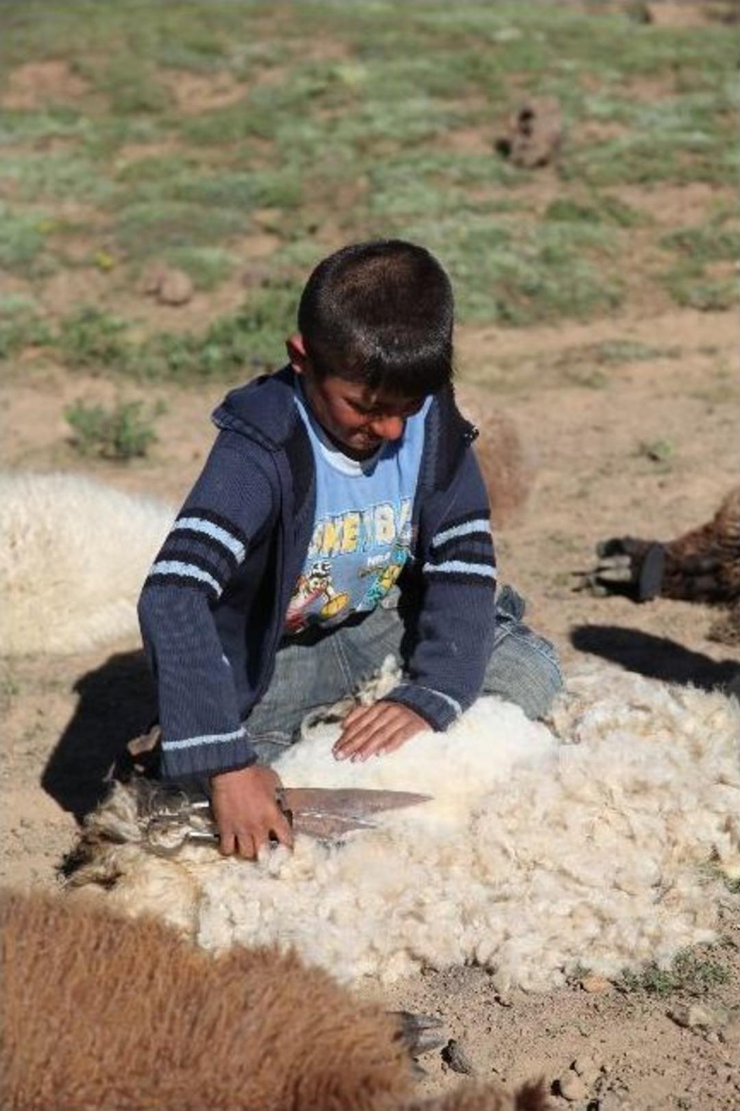 (&ouml;zel Haber) &Ccedil;ocukların Kuzu Kırpma Heyecanı