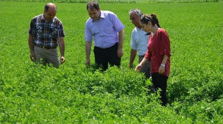 Niğde&rsquo;de Patatese Rakip &Uuml;r&uuml;nler &Ccedil;ıktı