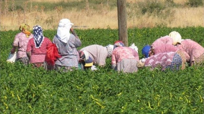 (&ouml;zel Haber) 30 Lira İ&ccedil;in Tarlada 40 Derece Sıcağa Meydan Okuyorlar