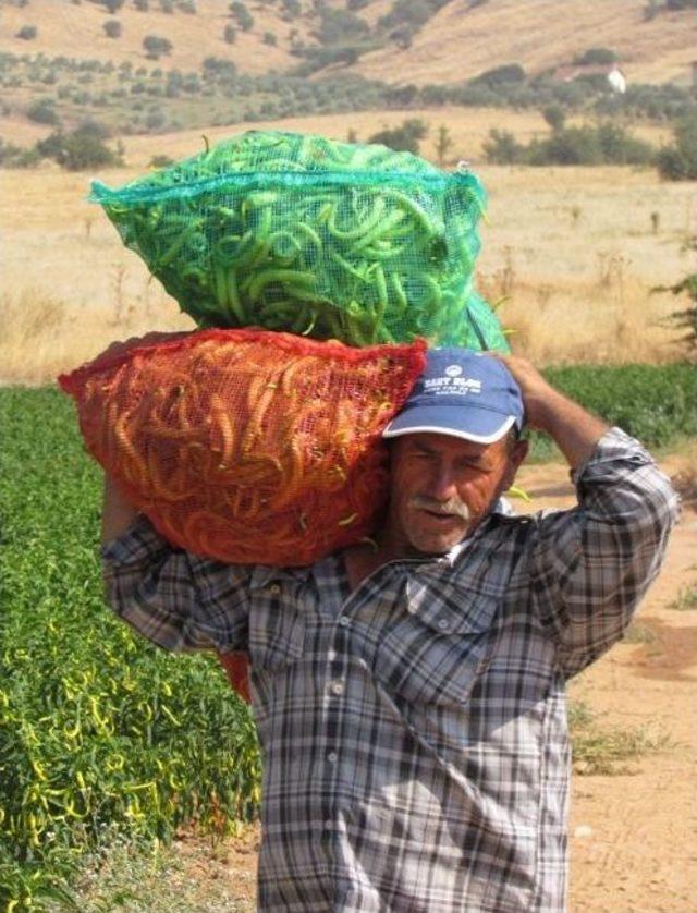 (&ouml;zel Haber) 30 Lira İ&ccedil;in Tarlada 40 Derece Sıcağa Meydan Okuyorlar 1