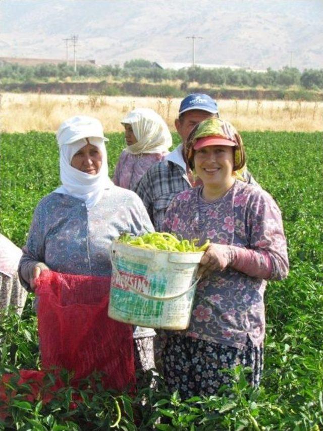 (&ouml;zel Haber) 30 Lira İ&ccedil;in Tarlada 40 Derece Sıcağa Meydan Okuyorlar 2