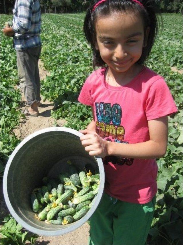 Turşuluk Salatalık, &Uuml;reticinin Alternatif Can Simidi Oldu 1