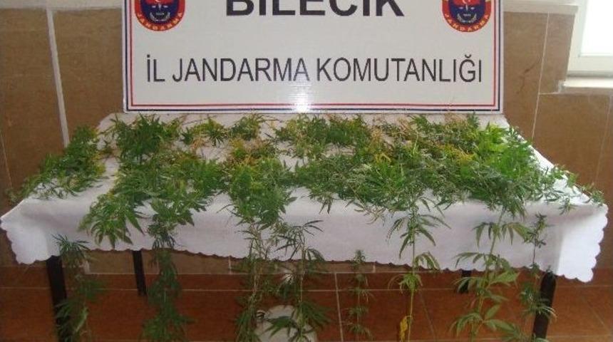 Jandarmadan Uyuşturucu Operasyonu