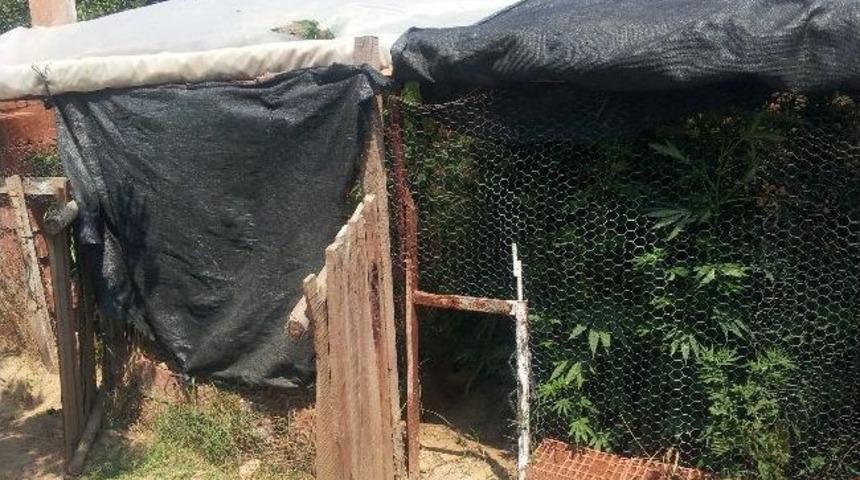 Tavuk K&uuml;mesinde Hint Keneviri Yetiştirdi