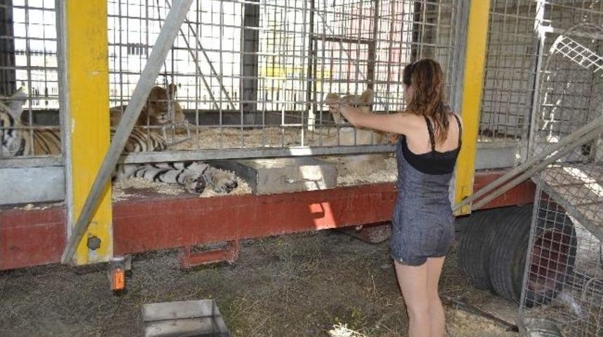 Circo İtaliano Sirki Bug&uuml;n A&ccedil;ılıyor