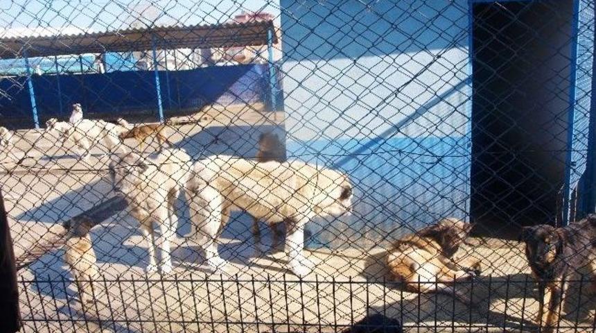 İlk 6 Ayda 261 K&ouml;pek Kısırlaştırıldı