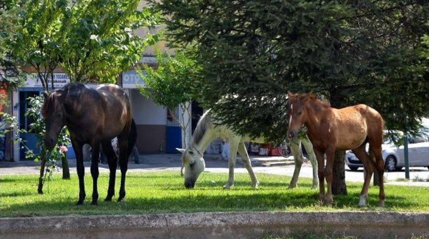 Başı Boş Atlar B&uuml;y&uuml;k Tehlike!