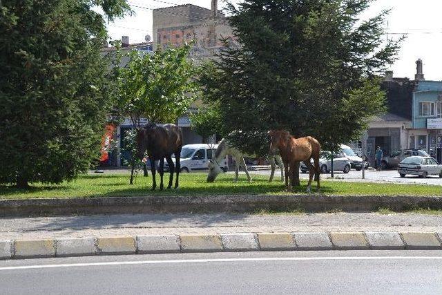 Başı Boş Atlar Büyük Tehlike! 1