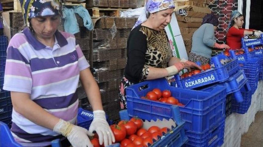 Aydın&rsquo;da Domates Bereketi