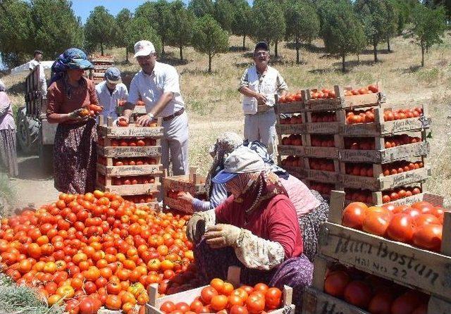 Aydın’da Domates Bereketi