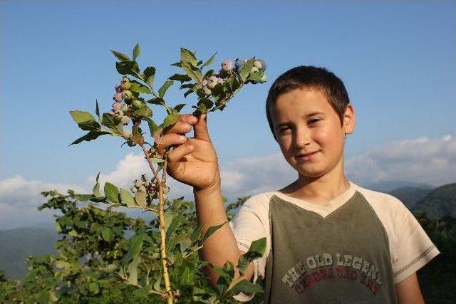 Tirebolu’da Likapa Yetiştiricileri Destek Bekliyor