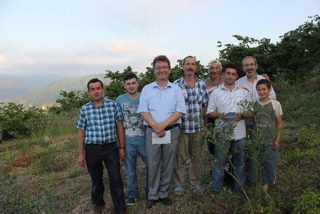 Tirebolu’da Likapa Yetiştiricileri Destek Bekliyor