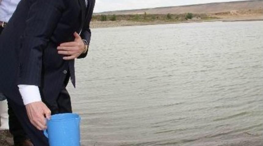 Nevşehir&rsquo;de G&ouml;letlere 45 Bin Yavru Aynalı Sazan Bırakıldı