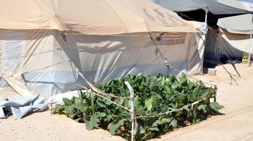 &Ccedil;adır Arasında Sebze Yetiştirıyor