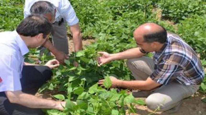 Alternatif &Uuml;r&uuml;nler &Ccedil;ift&ccedil;inin Y&uuml;z&uuml;n&uuml; G&uuml;ld&uuml;rd&uuml;