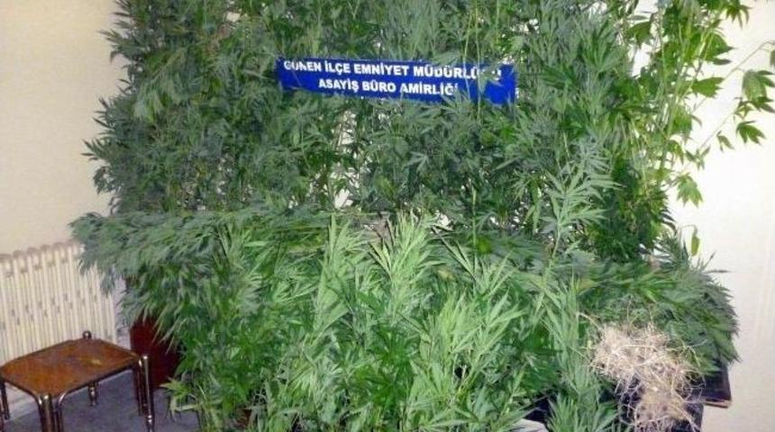 Evin Bah&ccedil;esinde Kenevir Yetiştiren 2 Kişiye G&ouml;zaltı