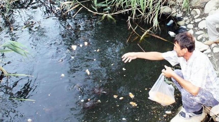 Deredeki Kaplumbağaları Her G&uuml;n Ekmekle Besliyor