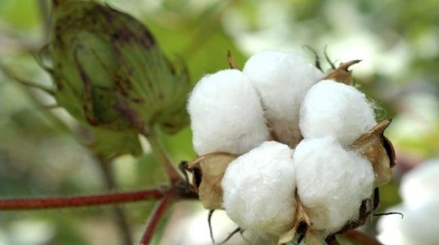 Borsa&rsquo;dan Organik Pamuk İstişare Toplantısı