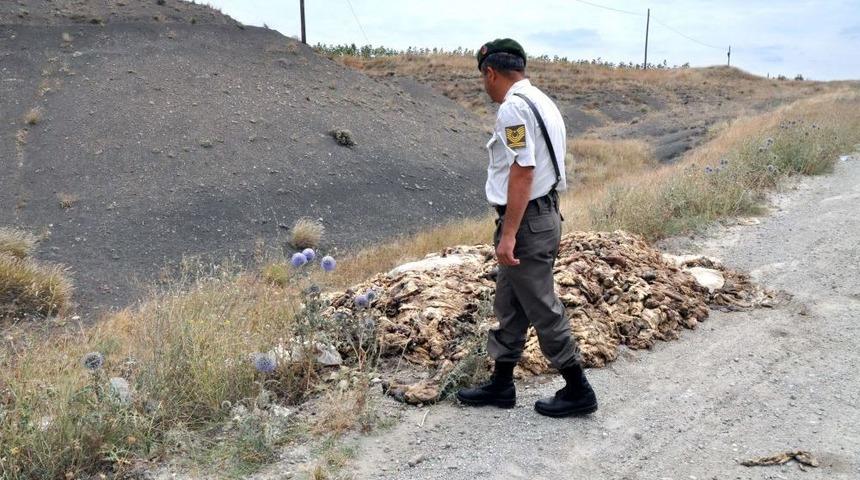 Ka&ccedil;ak Kestikleri Hayvanların Sakatatını Yola Attılar