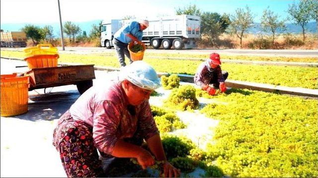 Sarıgöl’de Üzüm İşçi Ücretleri Belirlendi