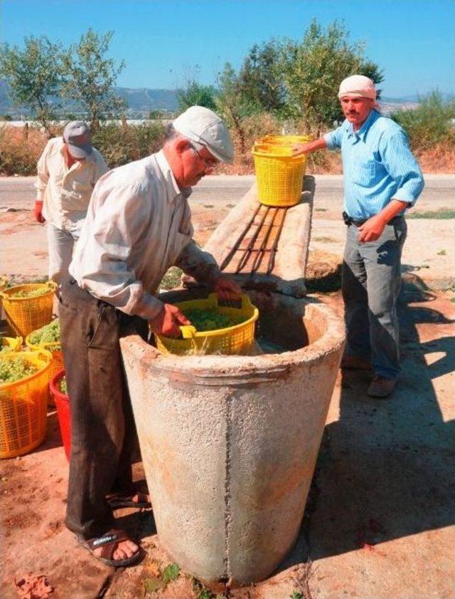 Sarıgöl’de Üzüm İşçi Ücretleri Belirlendi