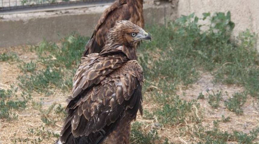 Yaralı Şahinler, Belediyenin Hayvan Bakım Evinde Tedavi Ediliyor