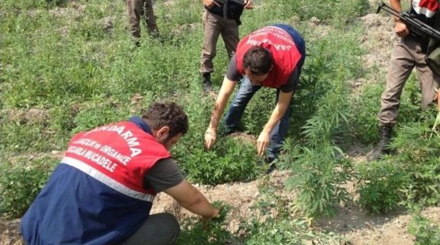 Jandarmadan Esrar Tacirlerine Ge&ccedil;it Yok