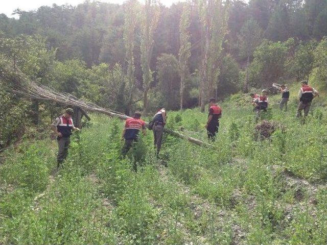 Jandarmadan Esrar Tacirlerine Geçit Yok 1