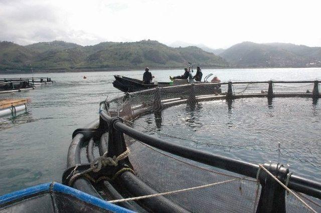 Doğu Karadeniz'de Deniz Balıkçılığı Üretiminde Rekor Düşüş