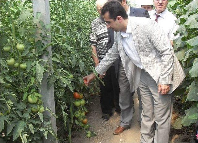 Erzurum da İyi Tarım Uygulamaları Tarla Günü Ve Sertifika Dağıtım Töreni Yapıldı 1