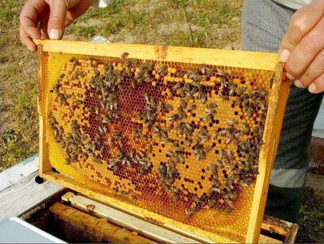 Tekirdağ Arı Yetiştiricileri Birlik Başkanı Ada ;&rdquo; Ay&ccedil;i&ccedil;eği Balı Kendine &Ouml;zg&uuml; Rengi Tadı Ve Aroması İle Sevilerek T&uuml;ketilen Ve D&uuml;nya Piyasalarında Aranılan Bir Bal Olmuştur&rdquo; 1