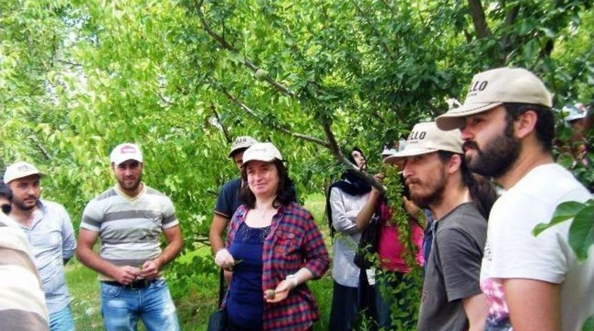 &Ouml;ğrenciler Meyveleri Yerinde İnceledi