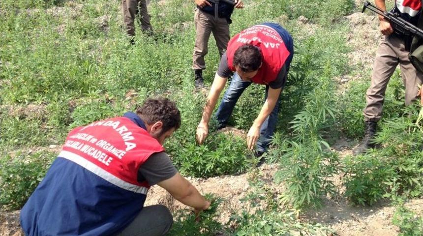 Bursa&rsquo;da 20 Bin 749 K&ouml;k Kenevir Ele Ge&ccedil;irildi