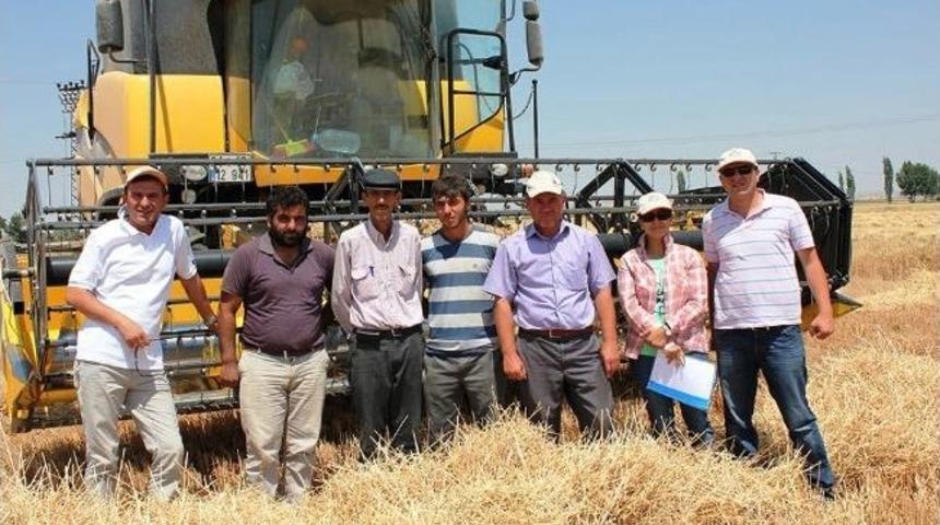 Arpa Ve Buğdayda Dane Kaybı Uyarısı