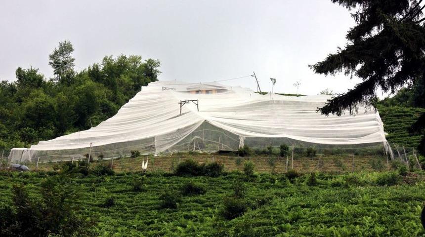 Bah&ccedil;esindeki &Uuml;r&uuml;n&uuml; Kuşlara Karşı Ağ Ile Koruyor