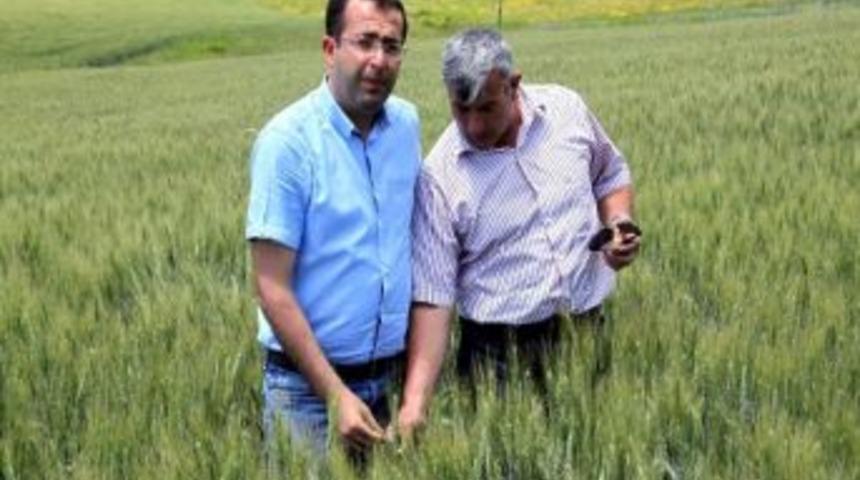 S&uuml;ne Zararlısına Karşı M&uuml;cadele Sona Erdi