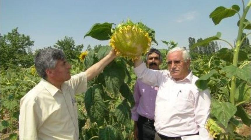 Ay&ccedil;i&ccedil;ekten İyi Verim Alındı