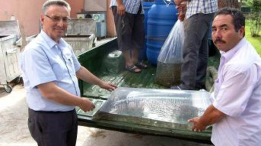 Manisa'da G&ouml;letlere 150 Bin Adet Pullu Sazan Yavrusu Salındı