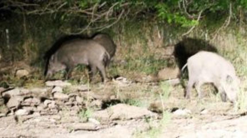 Kağızman'da yaban domuzları şehre indi