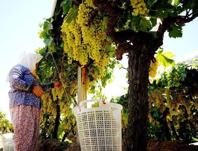 Sarıg&ouml;l&rsquo;de Sultaniye &Uuml;z&uuml;m Fiyatları Y&uuml;kselişe Ge&ccedil;ti 1