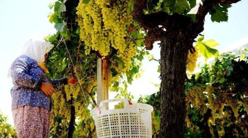 Salihli'de &Uuml;z&uuml;m Hasat &Uuml;cretleri İş&ccedil;ileri Sevindirdi